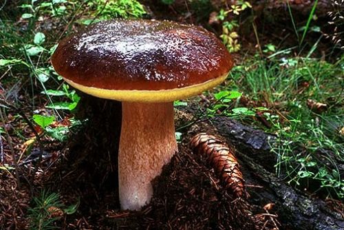 Foto: Lékaři v Plzeňském kraji evidují nárůst otrav houbami