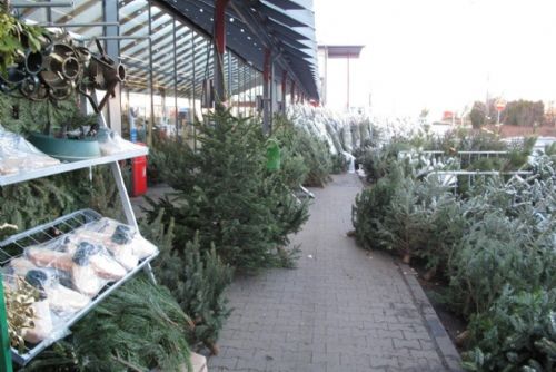 Foto: V Klatovech ukradli 21 vánočních stromků