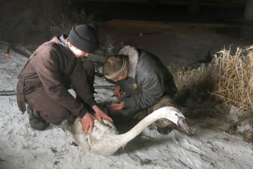 Foto: Na Radbuze u Dobřan zvířecí záchranáři tři dny a tři noci chytali zraněné labutí mládě