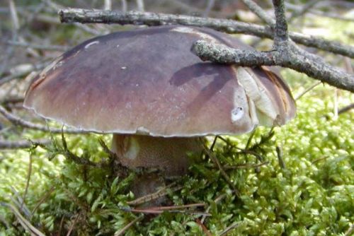 Foto: Na Šumavě se ztrácejí houbaři