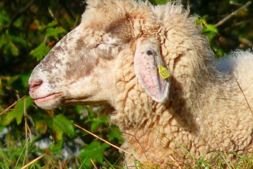 Foto: Neznámý pachatel usmrtil ovci