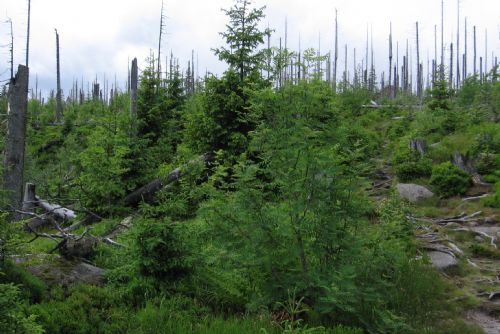 Foto: Obnoví se les na Šumavě sám? Ano, říkají odborníci a ukazují fotky 