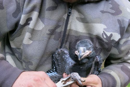 Foto: Ochránci přírody v Nýřanech okroužkovali první letošní mláďata - krkavce