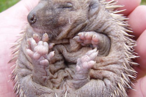 Foto: Ochránci zvířat z Rokycan radí: Pomáhejme ježkům s rozumem. Jak je odchovat? 