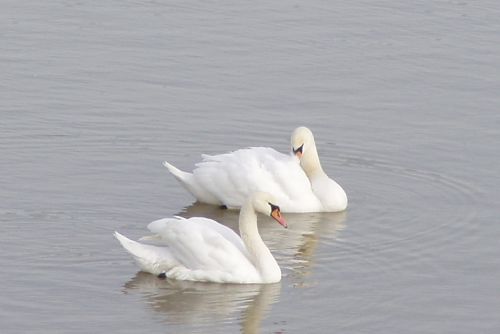 Foto: Ochránci zvířat žádají: Nekrmte labutě v této době