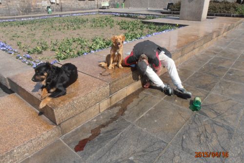 Foto: Opilec se válel v Plzni u nádraží, jeho psi pustošili záhony
