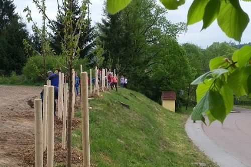 Foto: Tachovsko a Domažlicko získají ovocné stromky od kraje