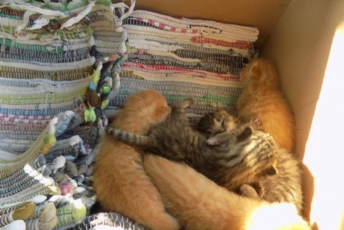 Foto: Plzeňačka našla v křoví na Vinicích krabici s pěti koťaty 