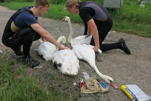 Foto: Plzeňští zvířecí záchranáři odchytávali a kroužkovali labutě na Moravě
