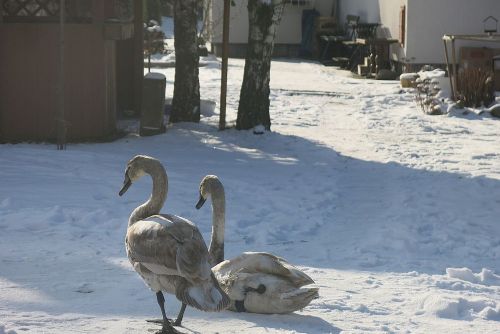 Foto: Poraněná labuť z Plzeňska přišla o křídlo, ledňáček ho měl zlomené