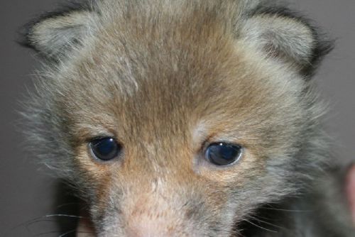 Foto: Liška, prasátka, zajíčci. Rokycanští zvířecí záchranáři zažívají nápor pacientů 