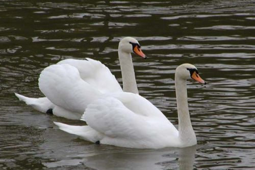 Foto: Správci boleveckých rybníků vyzývají veřejnost: Nekrmte labutě! 