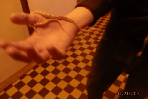 Foto: Strážníci v Plzni odchytávali hada, skončil v záchranné stanici