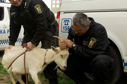 Foto: Strážníci v Plzni už letos odchytili čtyři stovky zvířat, třeba i korálovku