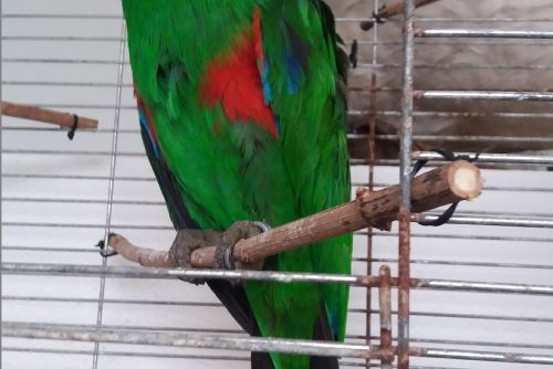 Foto: V Kařízku odchytili kroužkovaného papouška. Hledá se majitel
