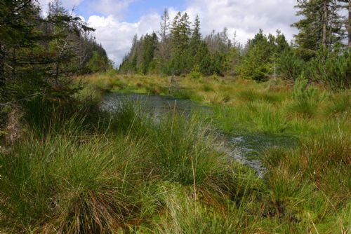 Foto: V Národním parku Šumava začala revitalizace dalších potoků, rašelinišť a mokřadů