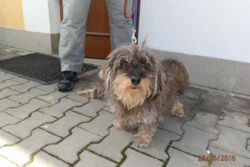 Foto: V Plzni uvázali psa vodítkem u stromu, skončil v útulku