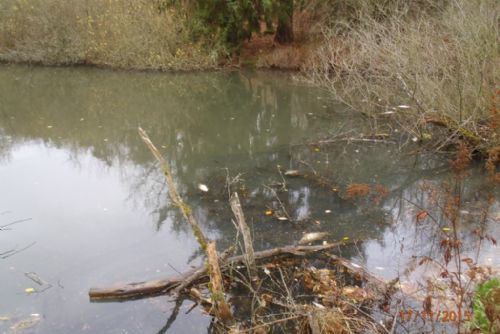 Foto: V tachovském rybníku uhynuly ryby