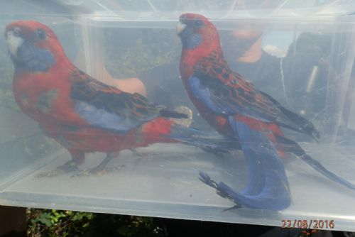 Foto: Ve škole na Borech létali celé prázdniny papoušci