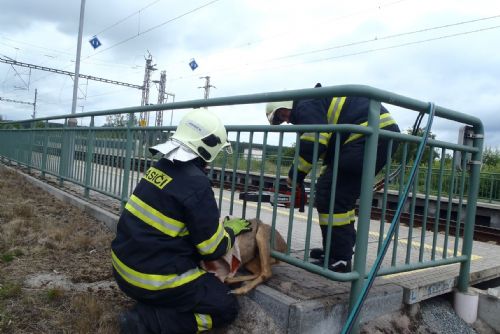 Foto: Ve Vranově hasiči vysvobodili z železného zábradlí srnku