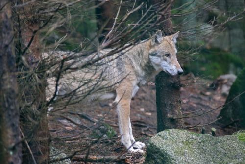 Foto: Vlky na Srní můžete pozorovat i přes svátky. Brzy přibude nová kamera 