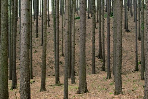 Foto: Z lesa v Dolech se ztratily stromy