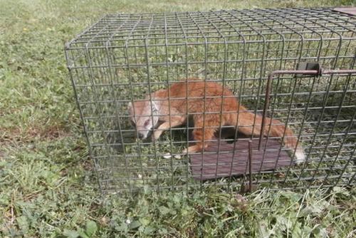 Foto: Ze zoo utekla mangusta liščí, strážníci ji chytili u Domu pohádek