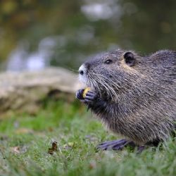 Bobři rozproudili debatu o městské přírodě