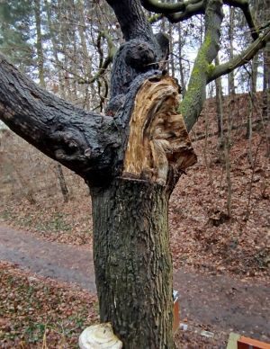 Správa veřejného statku zahájila odstraňování suchých a poškozených dřevin v parcích