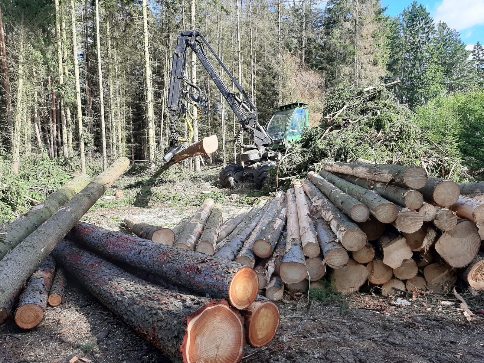 Kůrovce na Šumavě ubývá - těžby se snížily skoro o polovinu