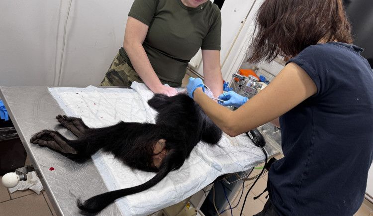 Nekrmte v ZOO zvířata! Krmení pravděpodobně usmrtilo samici makaka lvího