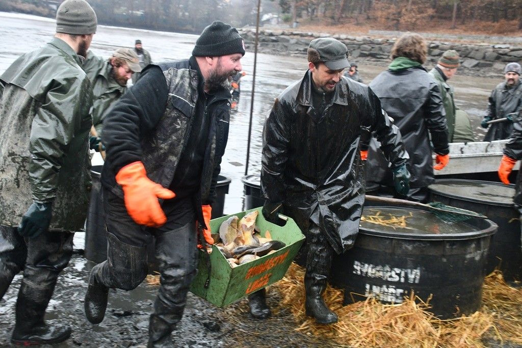 Pytláci kradou ryby - výlov Třemošenského rybníka zklamal očekávání