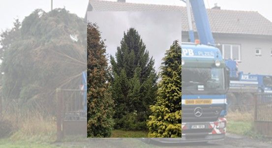Vánoční strom pro Plzeň bude letos ze Stoda