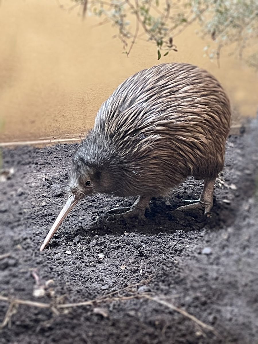 Vzácná kivi z Nizozemska dorazila do Zoo Plzeň