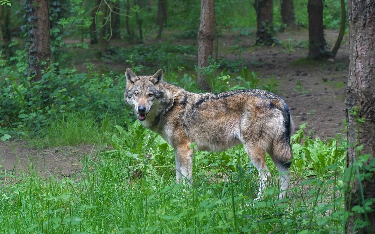 Další vlčice odchycena na Šumavě - DNA odhalí její původ