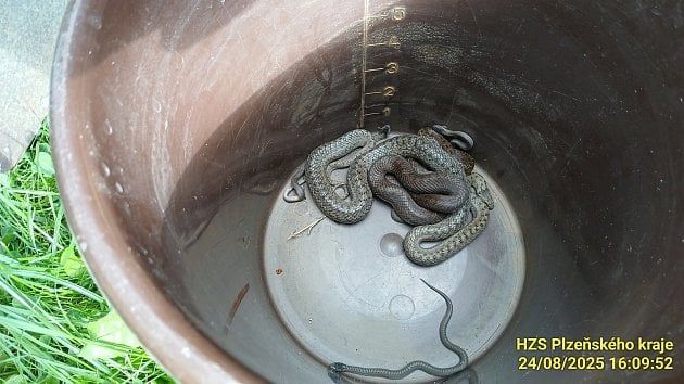 Hadí rodinka v základech domu - na jihu Plzeňska zasahovali hasiči