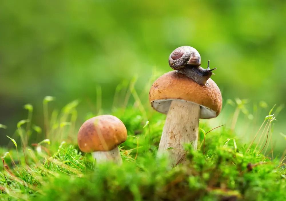 Houbařská sezóna se rozjíždí naplno