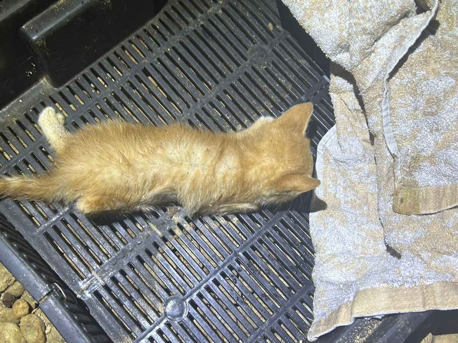 obrázek: Případ týraných koťat v Mariánských lázních policie odložila, nikdo nebude potrestán