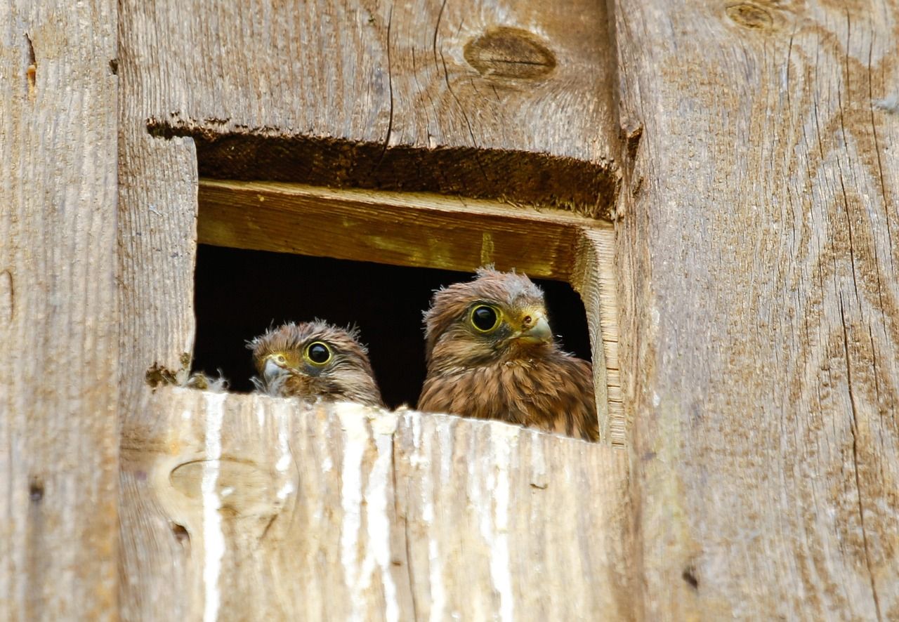 Záchranná stanice Rokycany loni pomohla 553 zvířátkům