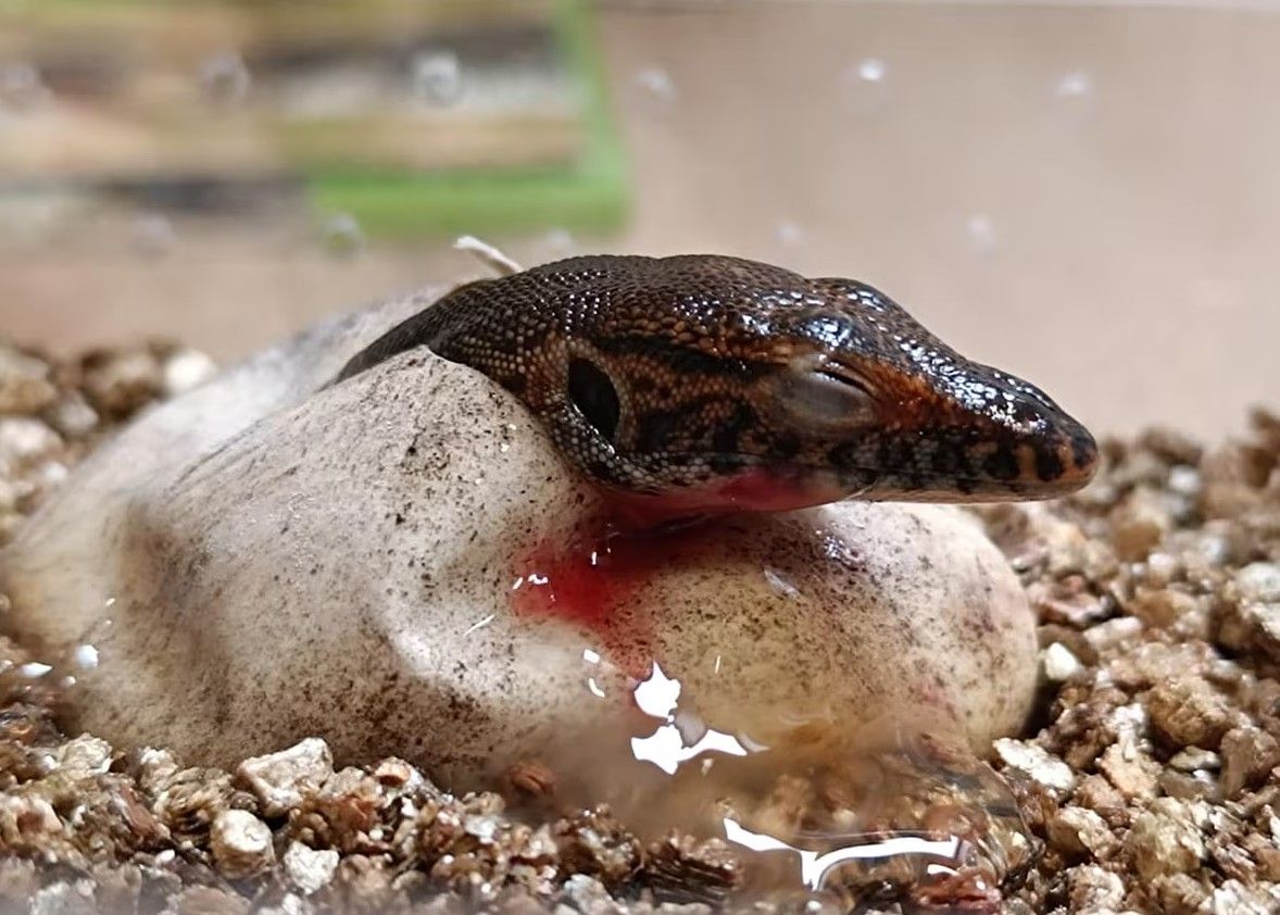 Mláďata varana v Plzeňská zoo překvapují svou velikostí