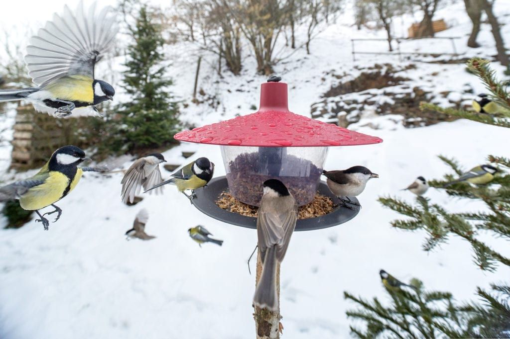 Ptačí hodinka na Plzeňsku, sčítání pokračuje, co do krmítka (ne)patří