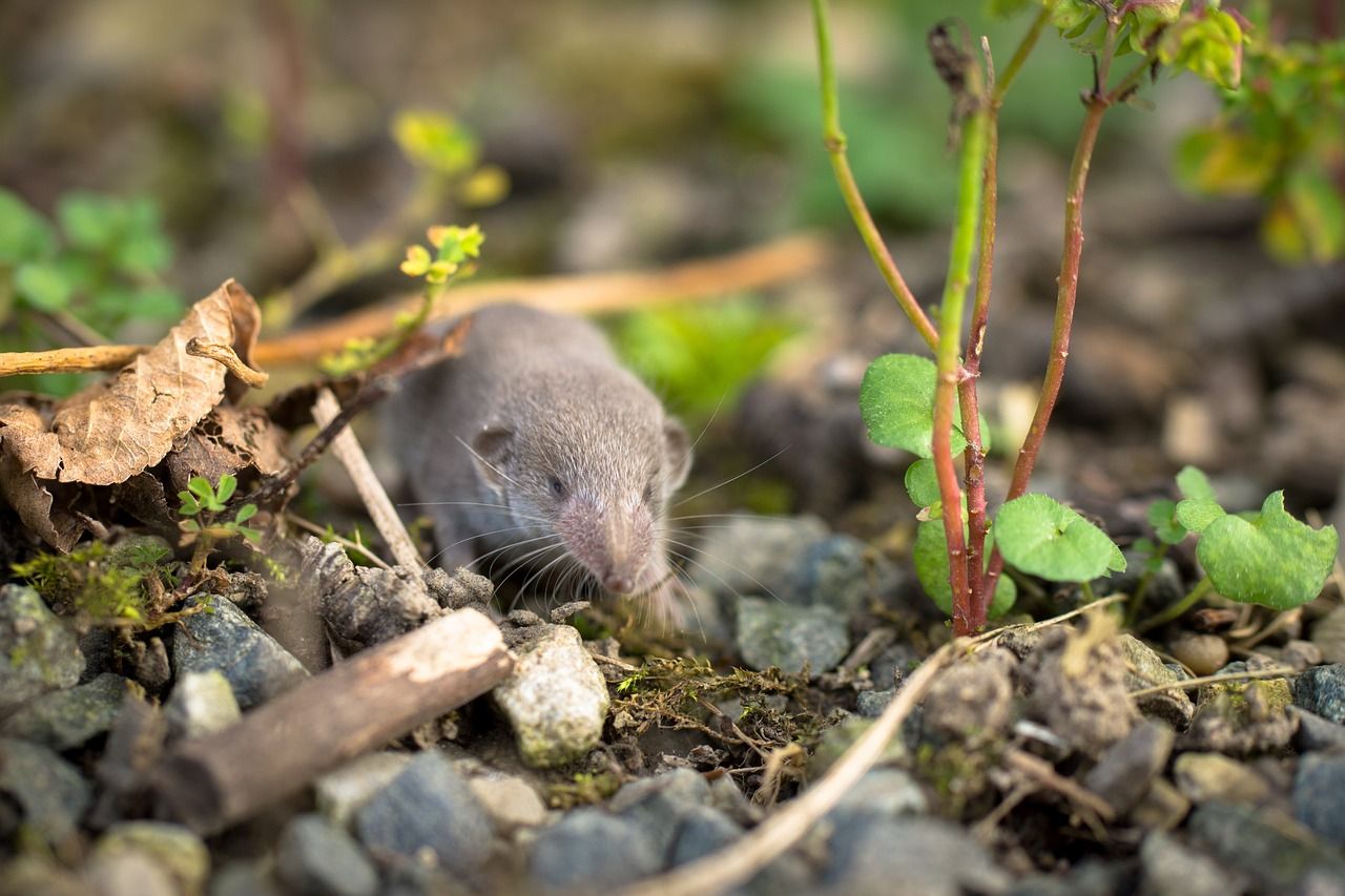 Borna virus má první oběti mezi lidmi, v Bavorsku