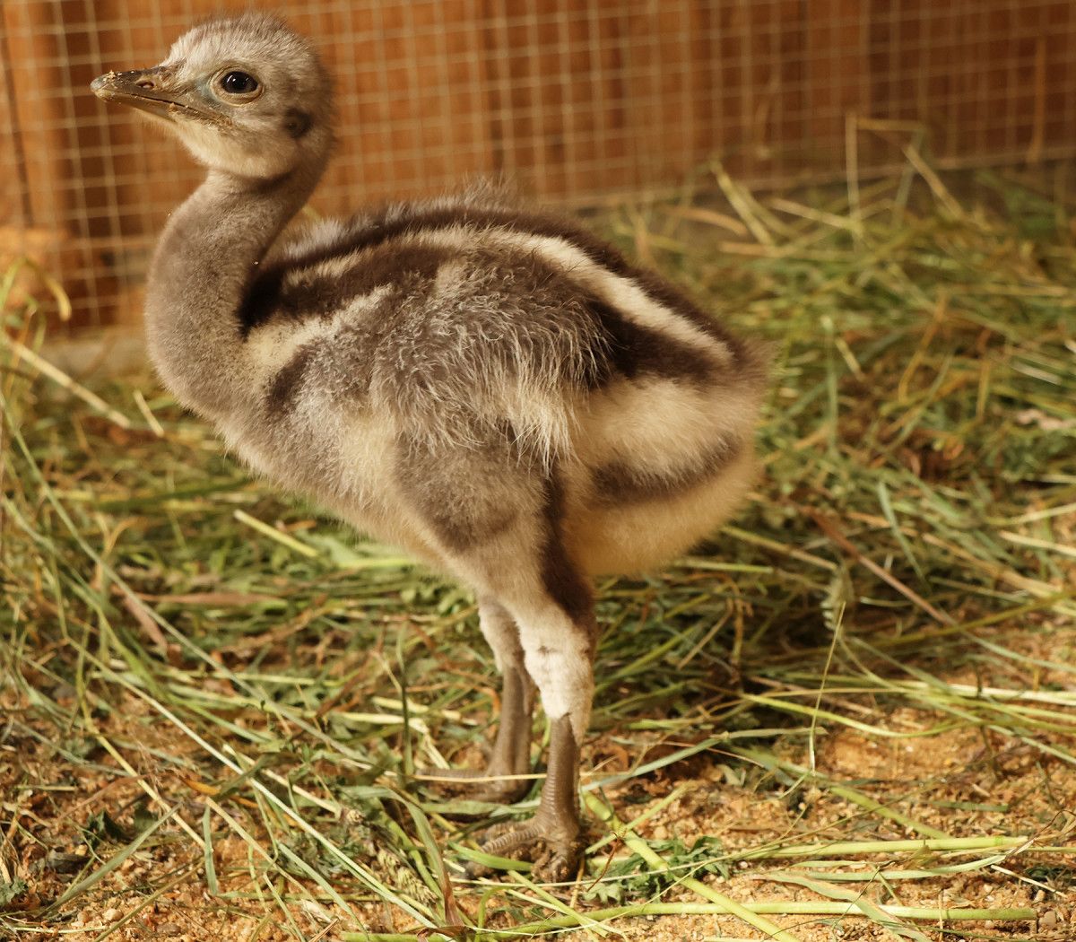 Historický úspěch: První mládě nandu Darwinových v plzeňské zoo