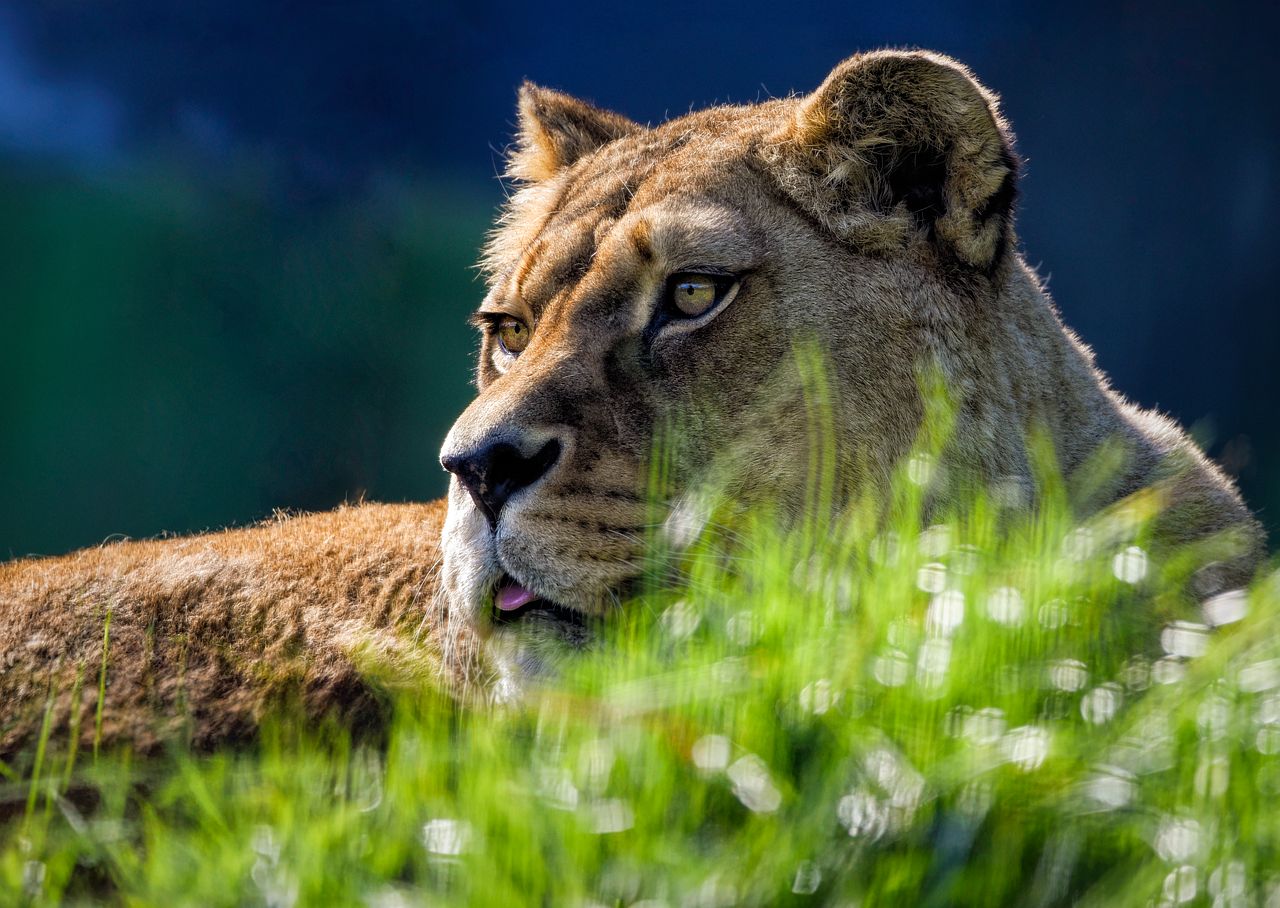 Nelegální chov lvů na Rokycanském sídlišti