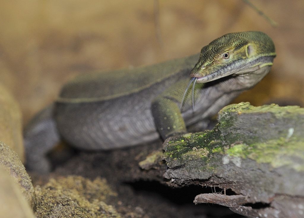 Plzeňská zoo slaví narození varanů Mertensových po 4 letech
