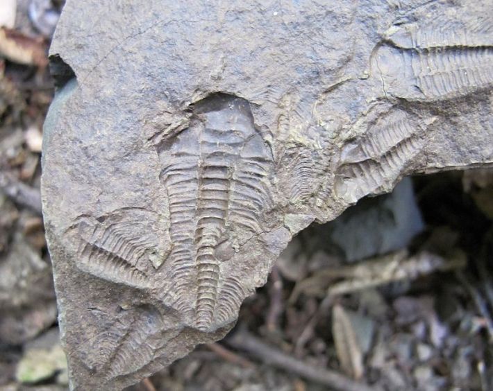 Rokycanské muzeum slaví 120 let: Od trilobita po sekretář!