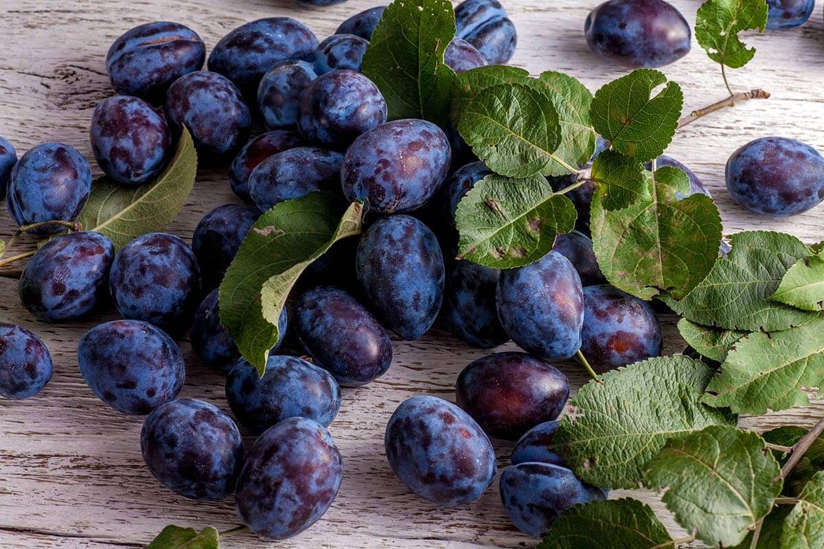 obrázek: Samozběr švestek ve Spáleném Poříčí - bez pesticidů a za 15 Kč/kg