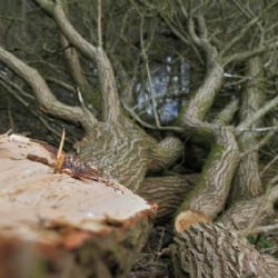 Informace o plánovaném kácení dřevin