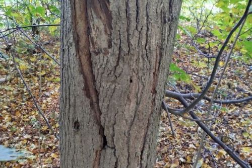 obrázek:Odborníci budou odstraňovat suché a poškozené dřeviny v městských parcích. Plzeň žádá návštěvníky o obezřetnost