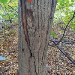 Odborníci budou odstraňovat suché a poškozené dřeviny v městských parcích. Plzeň žádá návštěvníky o obezřetnost